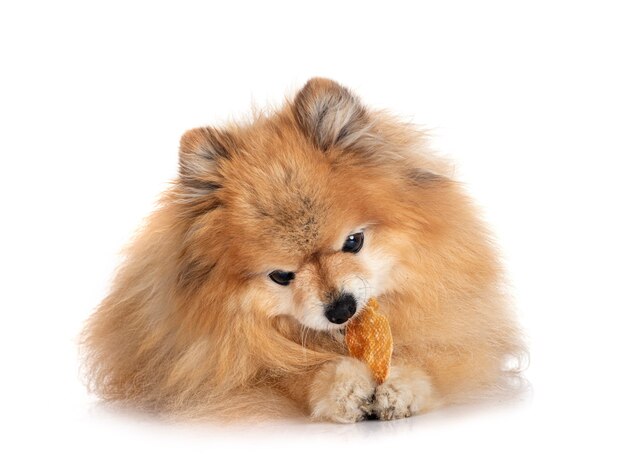 Pomerania joven delante de un fondo blanco