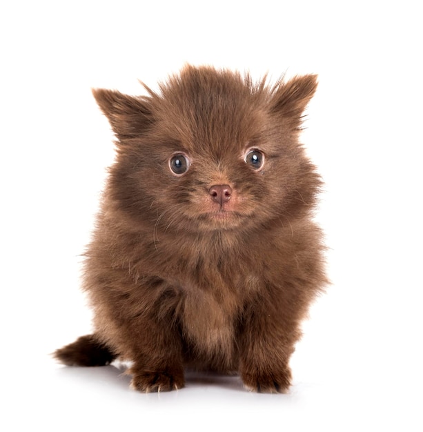 Pomerania joven delante de un fondo blanco