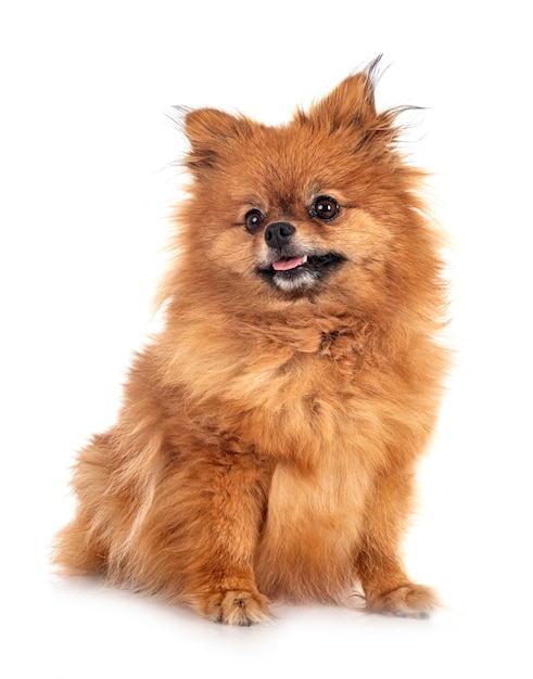 Foto pomerania joven delante de la pared blanca