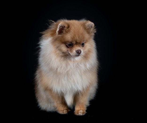 Pomerania joven delante de superficie negra