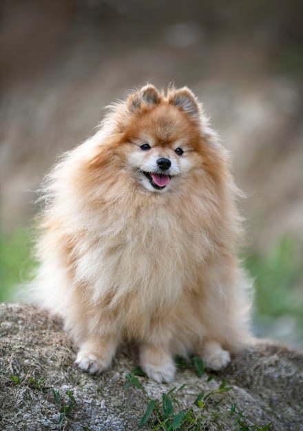 Foto pomerania joven, imagen en la naturaleza