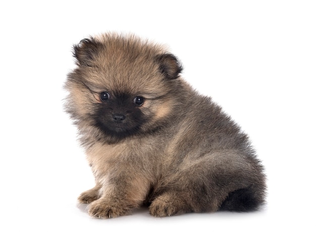 Pomerania joven