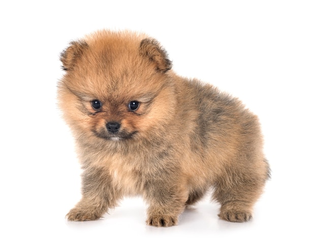 Pomerania joven