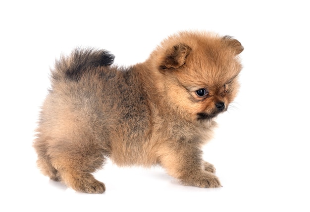 Pomerania joven