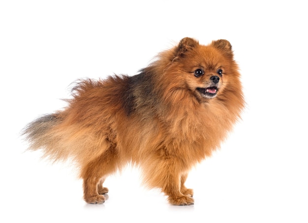 Pomerania joven