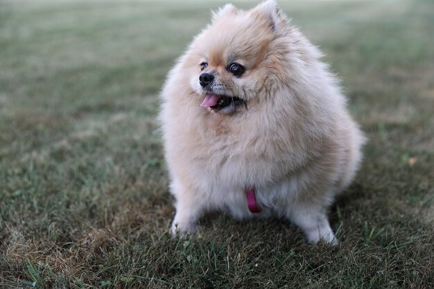 Pomerania marrón sobre el césped. Pomeranian Spitz pelirrojo encantador esponjoso lindo en pleno crecimiento sobre la hierba verde en el parque. Camine con su perro en un día soleado. Cuidar a una mascota