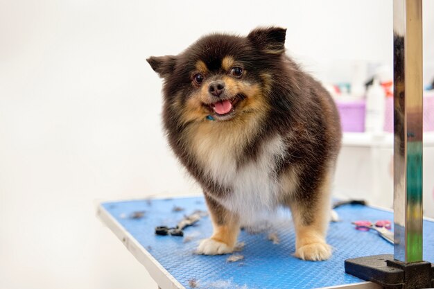 Foto pomerania en una mesa de aseo sobre un fondo claro