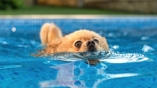 Foto pomerania nadando en una piscina