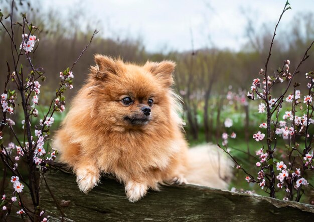 Pomerania en la naturaleza