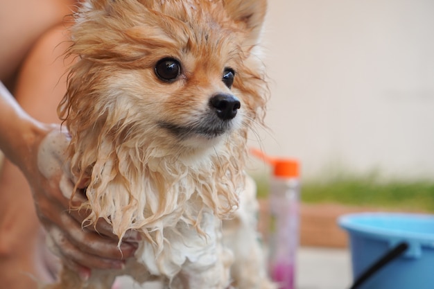 Pomerania o perro de raza pequeña fue bañado por el dueño