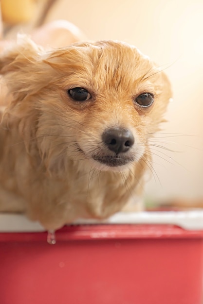 Pomerania o raza de perro pequeño fue tomado una ducha por el propietario y se paró en un cubo rojo