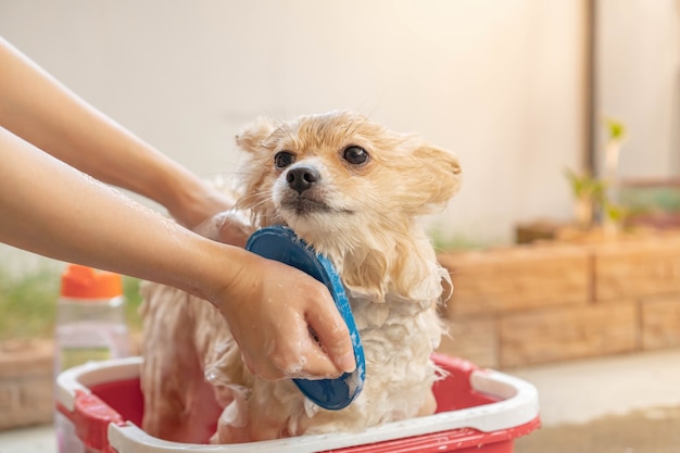 Pomerania o raza de perro pequeño fue tomado una ducha por el propietario y se paró en un cubo rojo