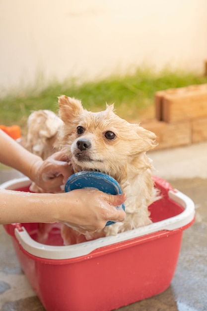 Pomerânia ou raça de cachorro pequeno foi tomada pelo proprietário e ficou no balde vermelho