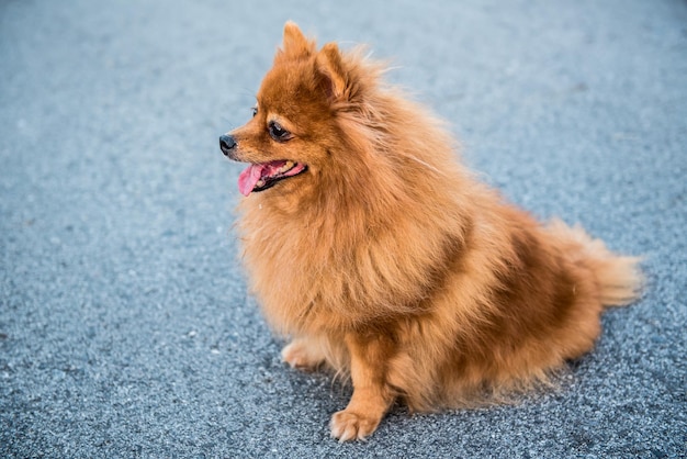 Pomerania, perro encantador, animal y mascota.