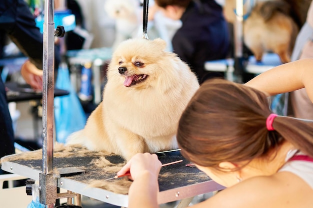 Pomerania de pura raza durante el aseo en un salón de belleza para perros