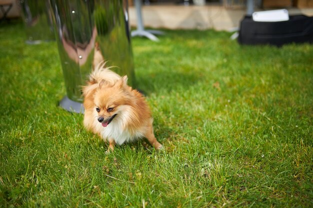 Pomerania de raza de perro en primer plano de hierba verde