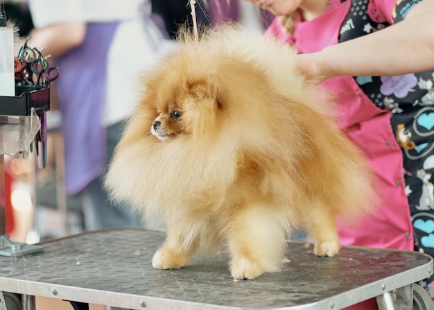 Pomerania roja con un tipo de doble capa durante el aseo