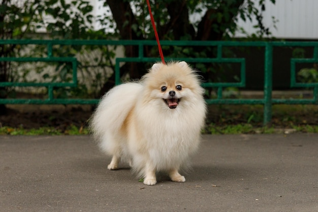 Pomerânia ruiva em uma caminhada no parque