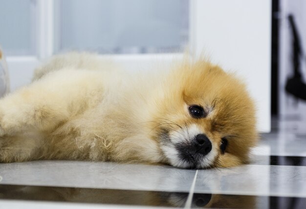 Pomerania Shpitz cachorro de raza pura