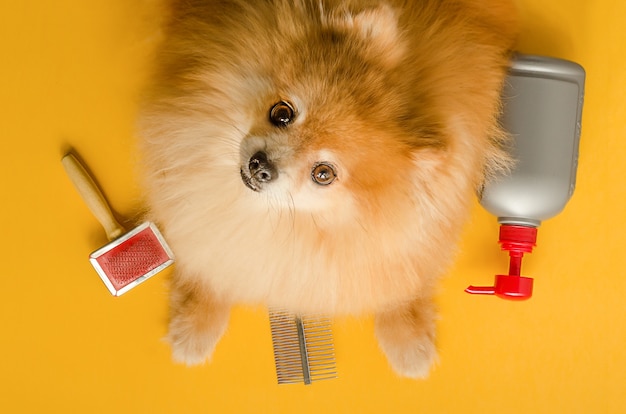 Pomerania spitz y accesorios para el cuidado de mascotas