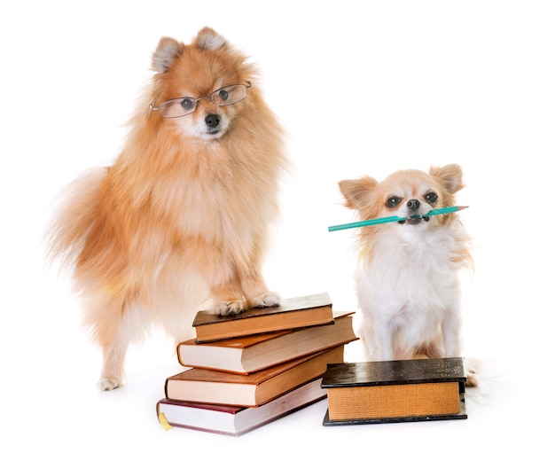 pomerania spitz, chihuahua y libros