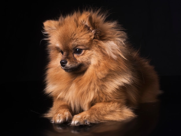 Pomerania spitz en estudio