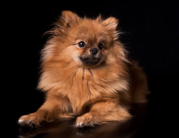 Pomerania spitz en estudio