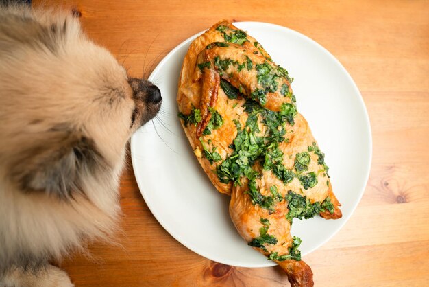 Pomerania spitz roba pollo a la parrilla de la mesa