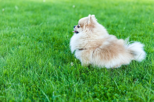 Pomerania Spitz se sienta en el primer plano de la hierba