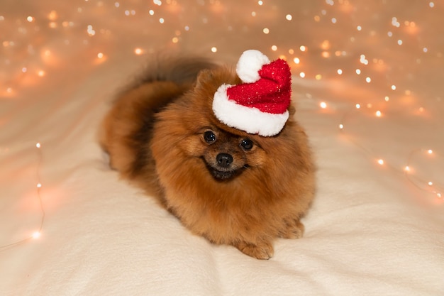 Pomerania Spitz con sombrero