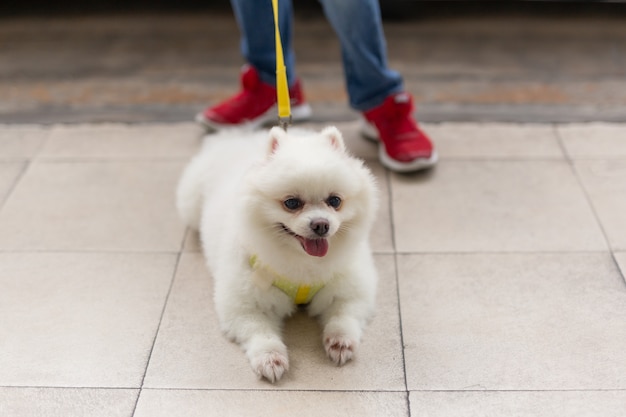 Pomeranian branco bonito que encontra-se para baixo no assoalho com os jovens que guardam uma trela.