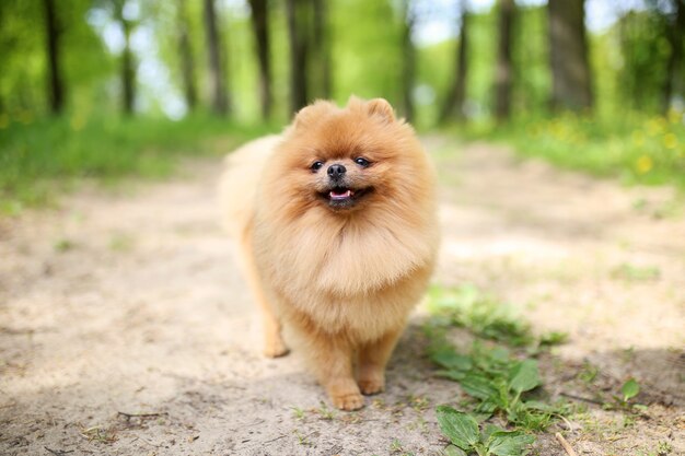 Pomeranian cachorro a passear. Cachorro ao ar livre. Cão bonito