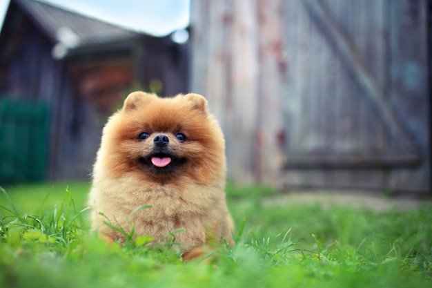 Pomeranian cachorro ao ar livre. Cão bonito e inteligente