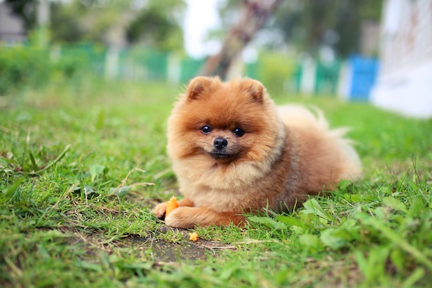 Pomeranian cachorro come cenoura. Cachorro ao ar livre. Cão pomerânia bonito e inteligente