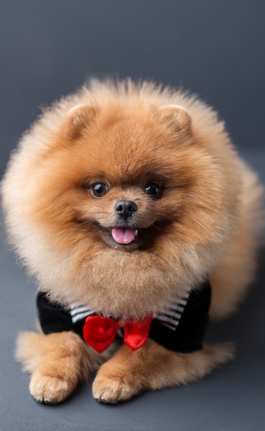 Foto pomeranian cachorro de terno com uma rosa vermelha na parede escura. retrato de um cão em uma chave baixa