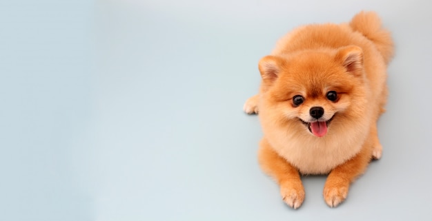 Pomeranian cachorro em azul