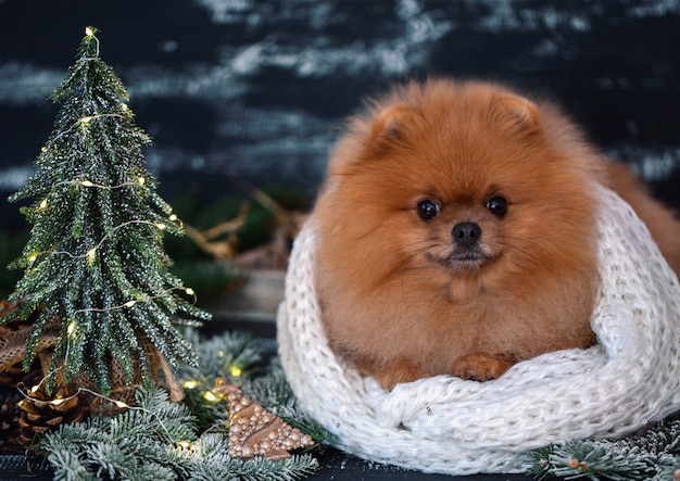 Pomeranian cachorro em decorações de natal no fundo escuro de madeira