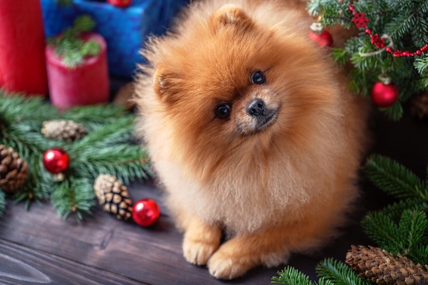 Pomeranian cachorro em decorações de Natal no fundo escuro de madeira