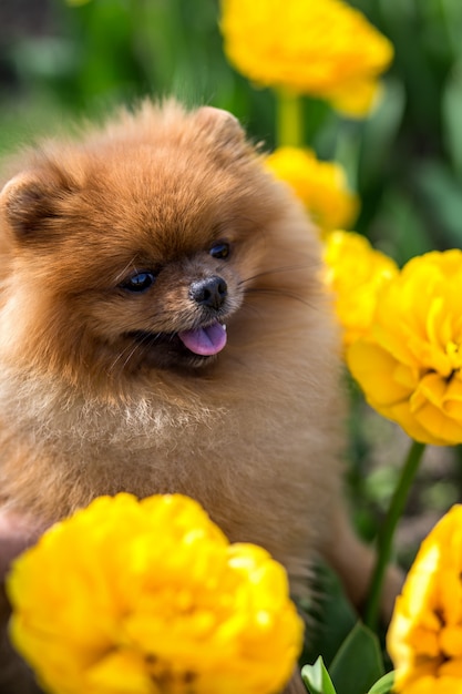 Pomeranian cachorro em tulipas. Cachorro com flores em um parque