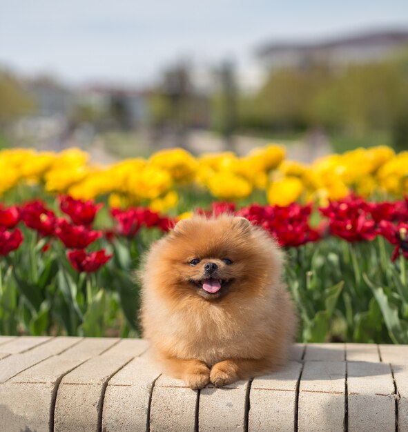 Pomeranian cachorro em tulipas. cachorro com flores em um parque