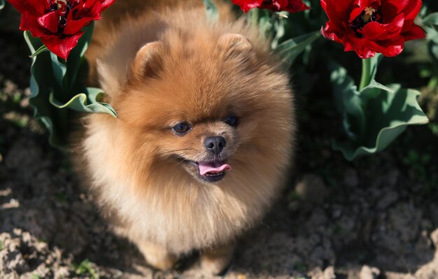 Foto pomeranian cachorro em tulipas. cachorro com flores em um parque