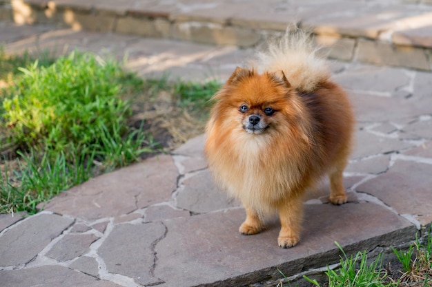 Pomeranian cachorro fofo animal de estimação feliz sorriso brincando na natureza