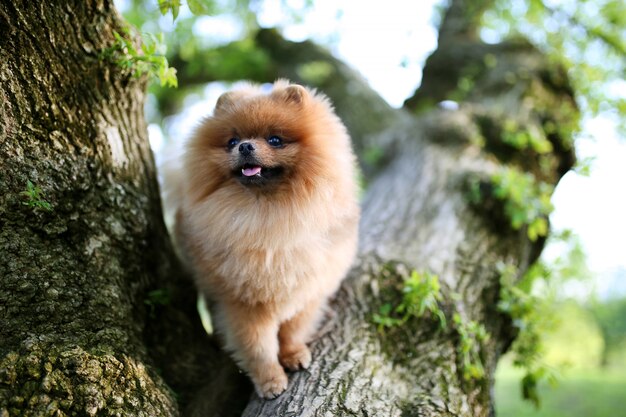Pomeranian cachorro na árvore. Cão bonito. Spitz