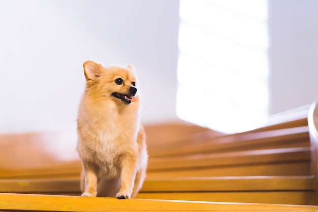 Pomeranian cachorro na escada olhando para cima para copiar o espaço