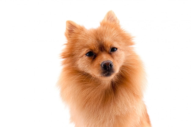 Pomeranian cachorro sentado