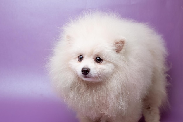 Pomeranian cão pomeranian em um fundo roxo