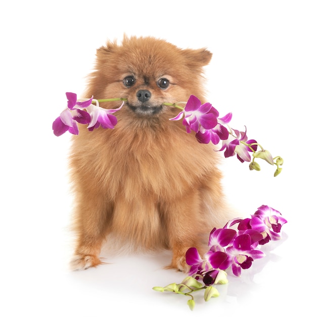 pomeranian e orquídea