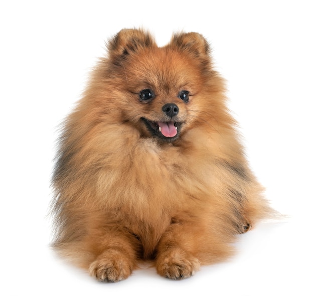 pomeranian em estúdio