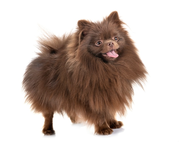 pomeranian em estúdio