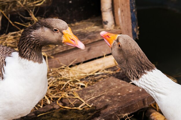 Pomeranian Goose animal en balsa en la naturaleza